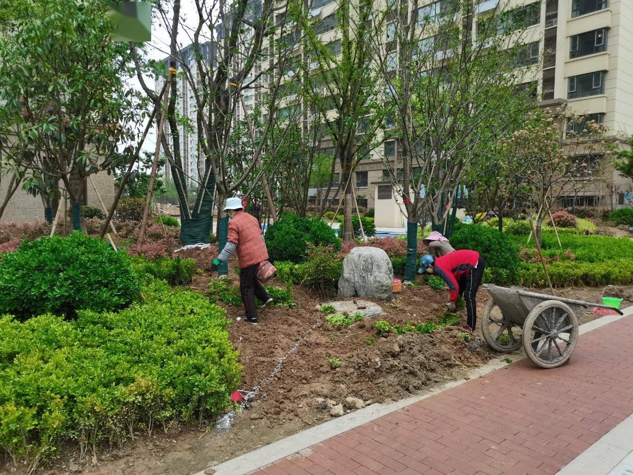 县房产浩瀚体育平台服务中心推进住宅小区绿化提升工作